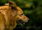 13 FC-Treffen 2011